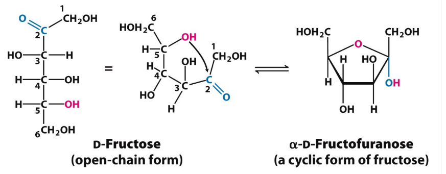 Form of fructose | Biochemistry, Chemistry, Physics