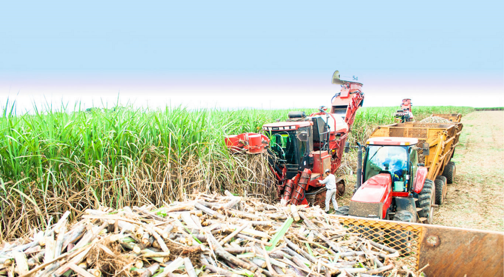 The Sugar Series Cane Sugar Production