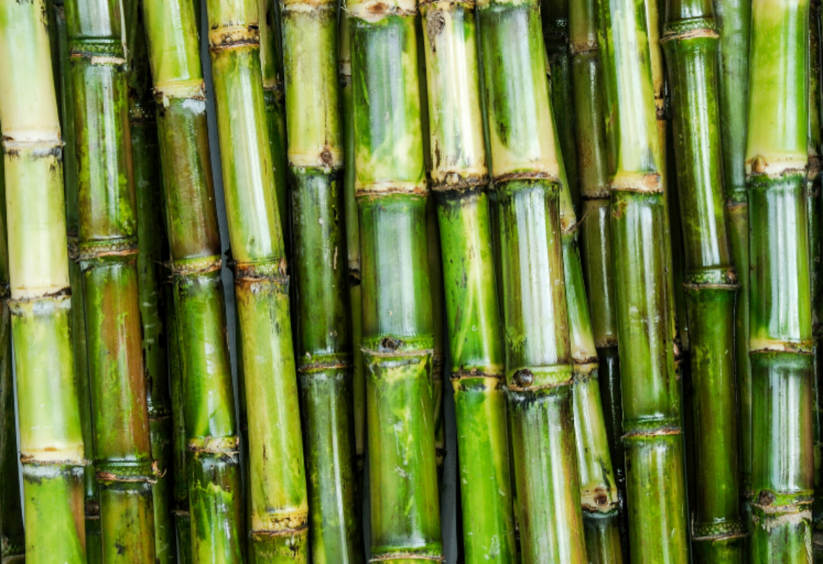 The Sugar Series: Sugar Cane Production | Czarnikow