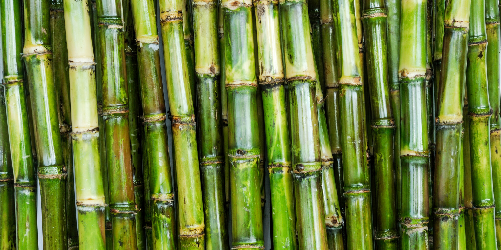 Sugar Cane vs. Sugar Beets: Examining Their Differences